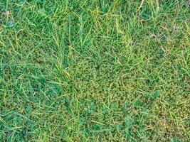 Green grass background close view, spring grass field photo