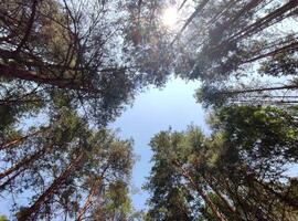 Green summer forest background. High trees perspective view from the ground photo