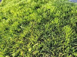 Green spring grass close view, green field background photo