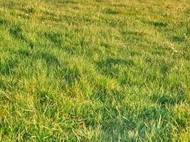 Green grass background close view, spring grass field photo