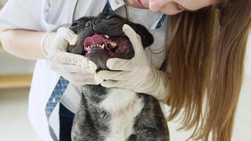 veterinario l'esame francese bulldog denti durante appuntamento nel veterinario clinica. animale assistenza sanitaria ospedale con professionale animale domestico Aiuto video