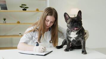 Veterinarian is watching at dog and makes notes. Woman is looking at french bulldog and writes in her notepad. Concept of animal doctors and their work with pets video
