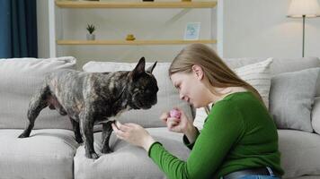 Woman playing with dog using ball. Happy domestic animal concept, best friends video