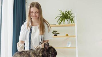 vrouw dierenarts maakt een injectie met vaccin naar de hond in een veterinair kliniek video