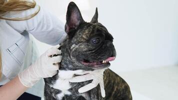 Veterinarian woman examines the dog and pet her. Animal healthcare hospital with professional pet help video