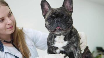 mujer veterinario escucha a perro livianos con estetoscopio en veterinario clínica. hermosa sonriente mujer veterinario examinando perro con estetoscopio en clínica video