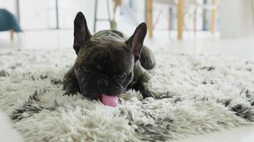 grappig Frans bulldog aan het liegen naar beneden in zonnig leven kamer video