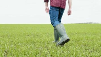 a agricultor agrônomo anda em ao longo a verde campo do ecocultura dentro borracha botas. agricultores pernas dentro borracha botas. agrônomo dentro a verde campo video
