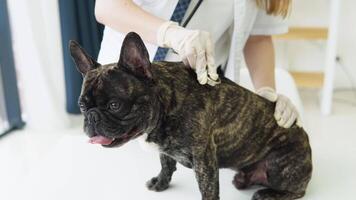 sorridente mulher veterinário examinando cachorro com estetoscópio dentro clínica. animal cuidados de saúde hospital com profissional animal Socorro video