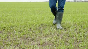 el granjero agrónomo camina a lo largo el verde campo de ecocultura en caucho botas. agricultores piernas en caucho botas. agrónomo en el verde campo video