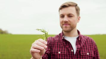 Portrait shot of attractive farmer standing in green field with green wheat in the hands. Farmer with smile outdoors in summer video