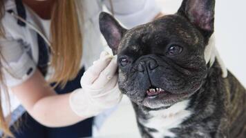 Vet doctor checking and cleaning dog's ears. Animal healthcare hospital with professional pet help video