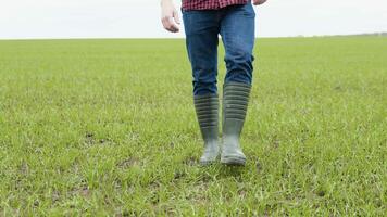 de jordbrukare agronom promenader längs de grön fält av ekokultur i sudd stövlar. bondens ben i sudd stövlar. agronom i de grön fält video