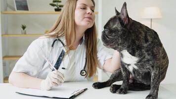 Veterinarian is watching at dog and makes notes. Woman is looking at french bulldog and writes in her notepad. Concept of animal doctors and their work with pets video