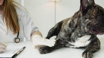 Veterinarian woman examines the dog and pet her. Veterinarian is watching at dog and makes notes. Concept of animal doctors and their work with pets video