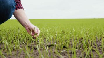 Man farmer working in the field inspects the crop wheat germ natural a farming video