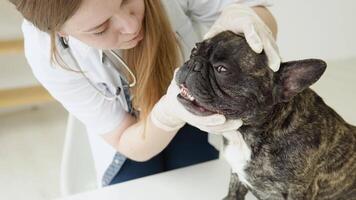 veterinário mulher examina a cachorro e animal dela. animal cuidados de saúde hospital com profissional animal Socorro video