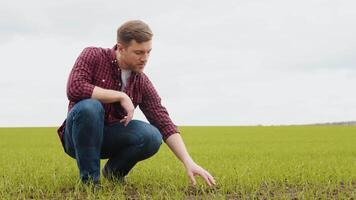 Mann Farmer Arbeiten im das Feld inspiziert das Ernte Weizen Keim natürlich ein Landwirtschaft video