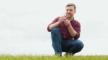 Man farmer working in the field inspects the crop wheat germ natural a farming video