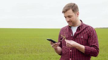 Young farmer talking on the phone in the green wheat field. Farmer is satisfied with the growth of wheat video