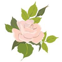 rosado rosas. hermosa flores de diferente formas, brotes y flores aislado en un blanco antecedentes. floral ilustraciones en dibujos animados plano estilo. vector