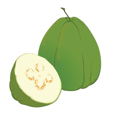 Guava, illustration of tropical green fruits, whole and in parts. The flesh is white, the skin is green. A clipart highlighted on a white background.