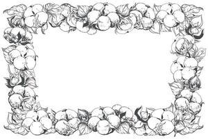 Rectangular horizontal frame with cotton flowers and space for text. Linear sketch of white cotton balls, leaves and branches. Retro ink illustration. Design for label, tag, wedding invitation. vector