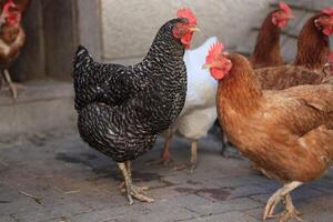 A group of chickens and a rooster graze on a farm in a village on a sunny day. Chickens on an organic home farm. Spring or summer day. Chickens of different colors. White chickens. Red chickens. photo