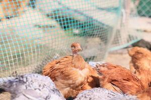 A group of young chickens and gray, white, red roosters are walking in the village yard, pecking at food. Chickens behind a fence peck at food outdoors on a summer day. photo