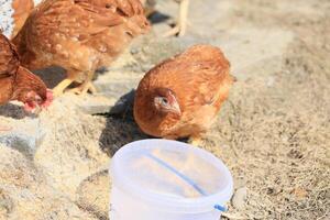 A group of young chickens and gray, white, red roosters are walking in the village yard, pecking at food. Chickens behind a fence peck at food outdoors on a summer day. photo