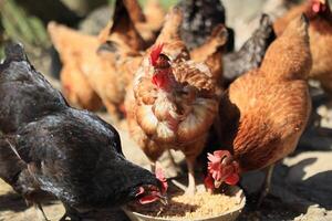 un grupo de pollos y un gallo pacer en un granja en un pueblo en un soleado día. pollos en un orgánico hogar granja. primavera o verano día. pollos de diferente colores. blanco pollos rojo pollos foto