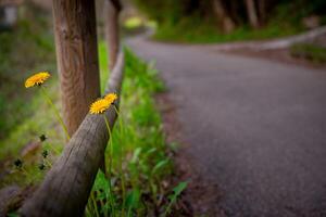 Cycle path with flowers photo