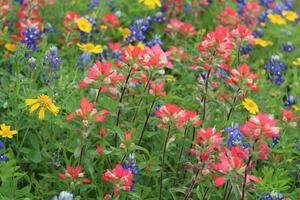 Texas Wildflowers in Spring. photo