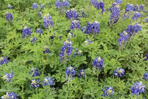 un de cerca de Texas bluebonnets durante primavera en refugio. foto