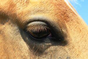 un de cerca de un palomino ojo. foto