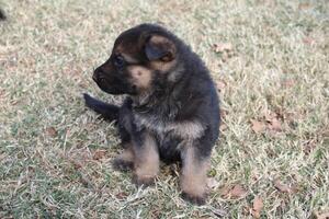 A German Shepherd Puppy in the Grass. photo