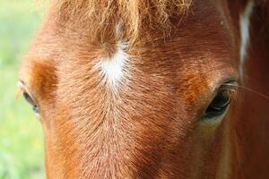 un de cerca de un Shetland pony ojos. foto