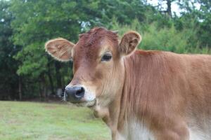 A Close-up of a Jersey Calf in Oklahoma. photo