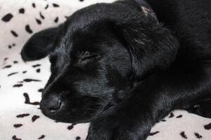 un negro Labrador perdiguero perrito en un frazada. foto