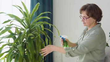 senior kvinna vattning blommor från hand spruta. växt vård begrepp video