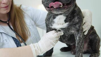 Beautiful smiling woman veterinarian examining dog with stethoscope in clinic. Animal healthcare hospital with professional pet help video