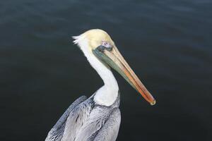 A Pelican on the Pier in Rockport, Texas. photo