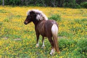 A Brown and White Shetland Pony in Texas Wildflowers. photo