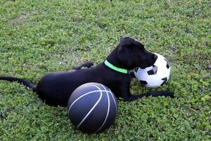 A Black Labrador Retriever Puppy with his Basketball and Soccer Ball. photo