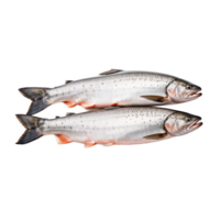 , two whole-salmon isolated on transparent background png