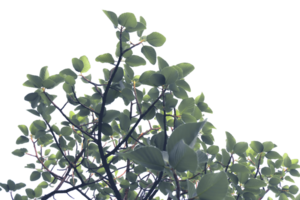 A tree with green leaves stands tall isolated on transparent background png