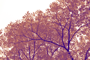 A tree with purple leaves isolated on transparent background png