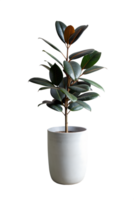 , une grand caoutchouc arbre dans une minimaliste pot transparent Contexte png