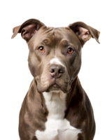 , American Pit Bull Terrier isolated on transparent background, png