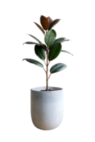 , une grand caoutchouc arbre dans une minimaliste pot transparent Contexte png